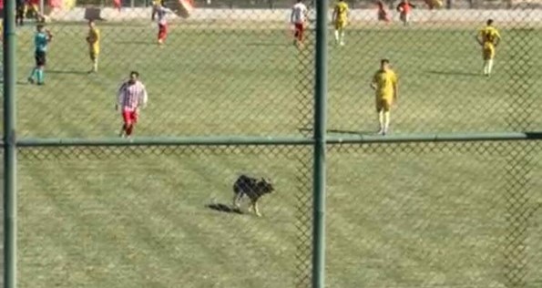 Isparta’da amatör maçta sahaya köpek girince oyun durdu
