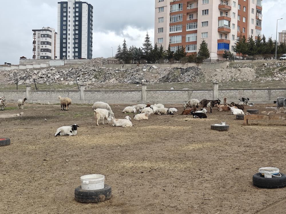 Kayseri’de ahıra hayvan saldırdı: 6 keçi telef 5 keçi kayıp