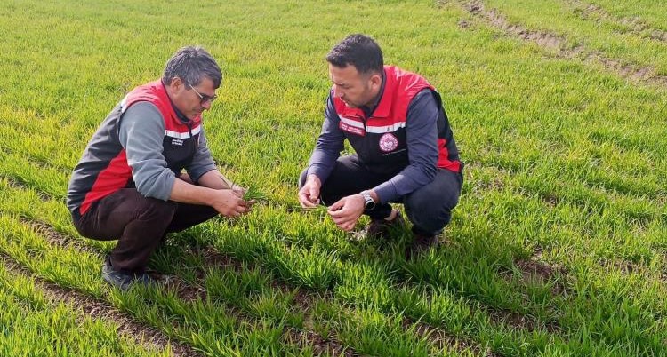 Tomarza’da zirai don uyarısı sonrası saha kontrolleri devam ediyor