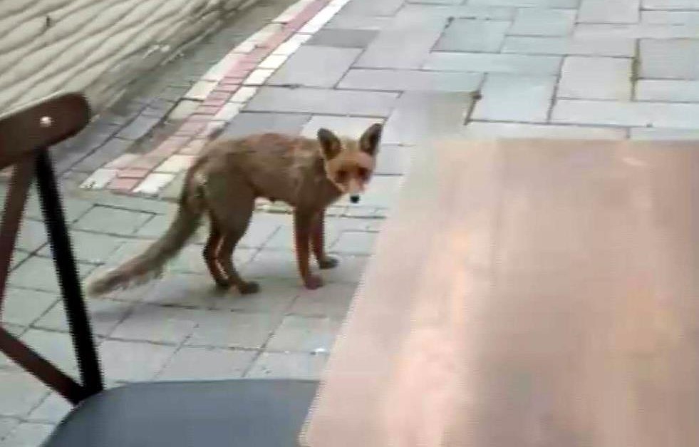 Şehir merkezine inen tilki kimseye aldırış etmeden karnını doyurdu
