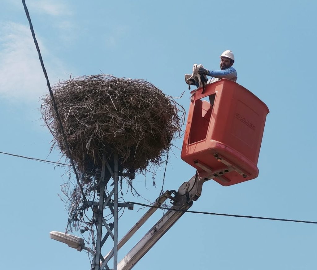 Kayseri’de elektrik direğinde mahsur kalan leyleği ekipler kurtardı