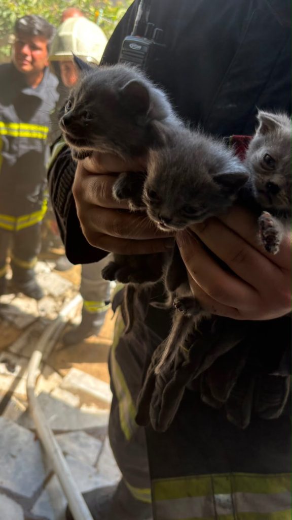 Yangında mahsur kalan 6 kediyi itfaiye kurtardı