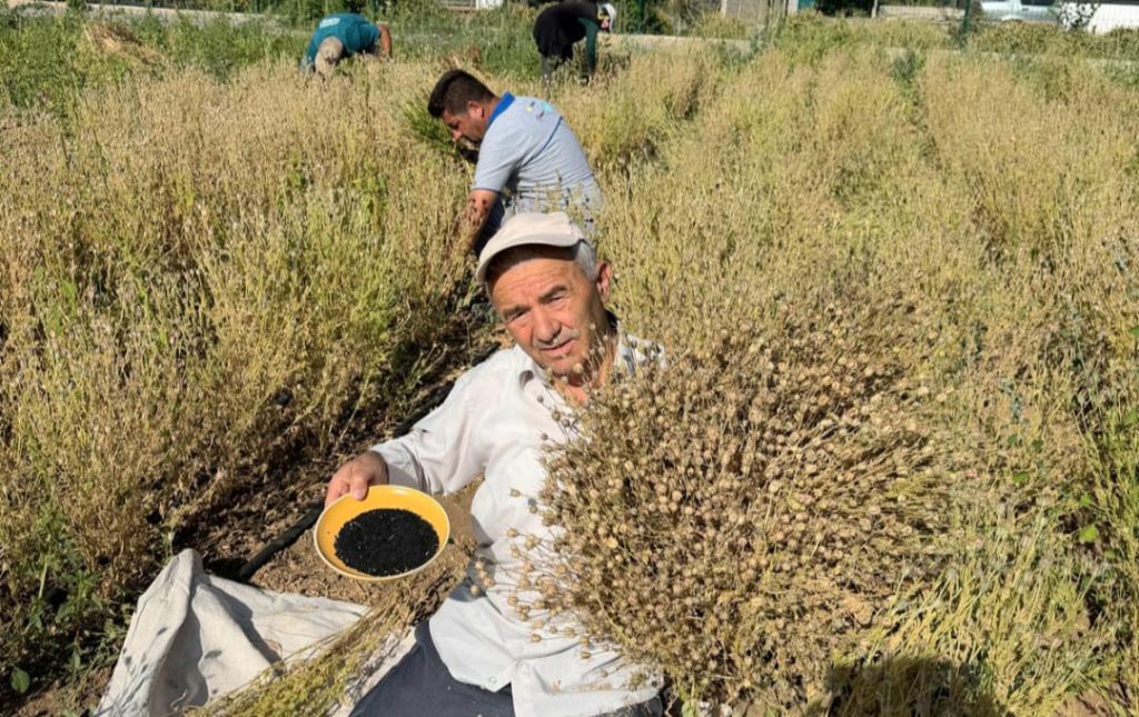 Develi’de çörek otu hasadı başladı