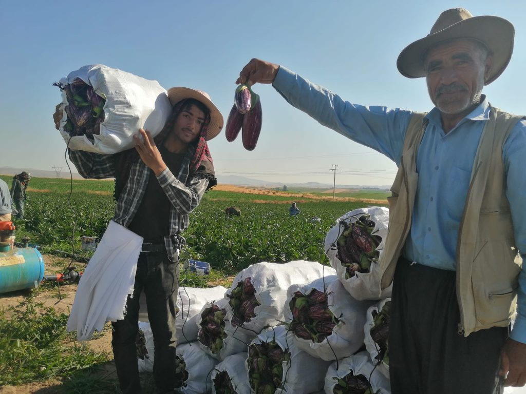 Coğrafi işaretli Yamula patlıcanında hasat mesaisi başladı